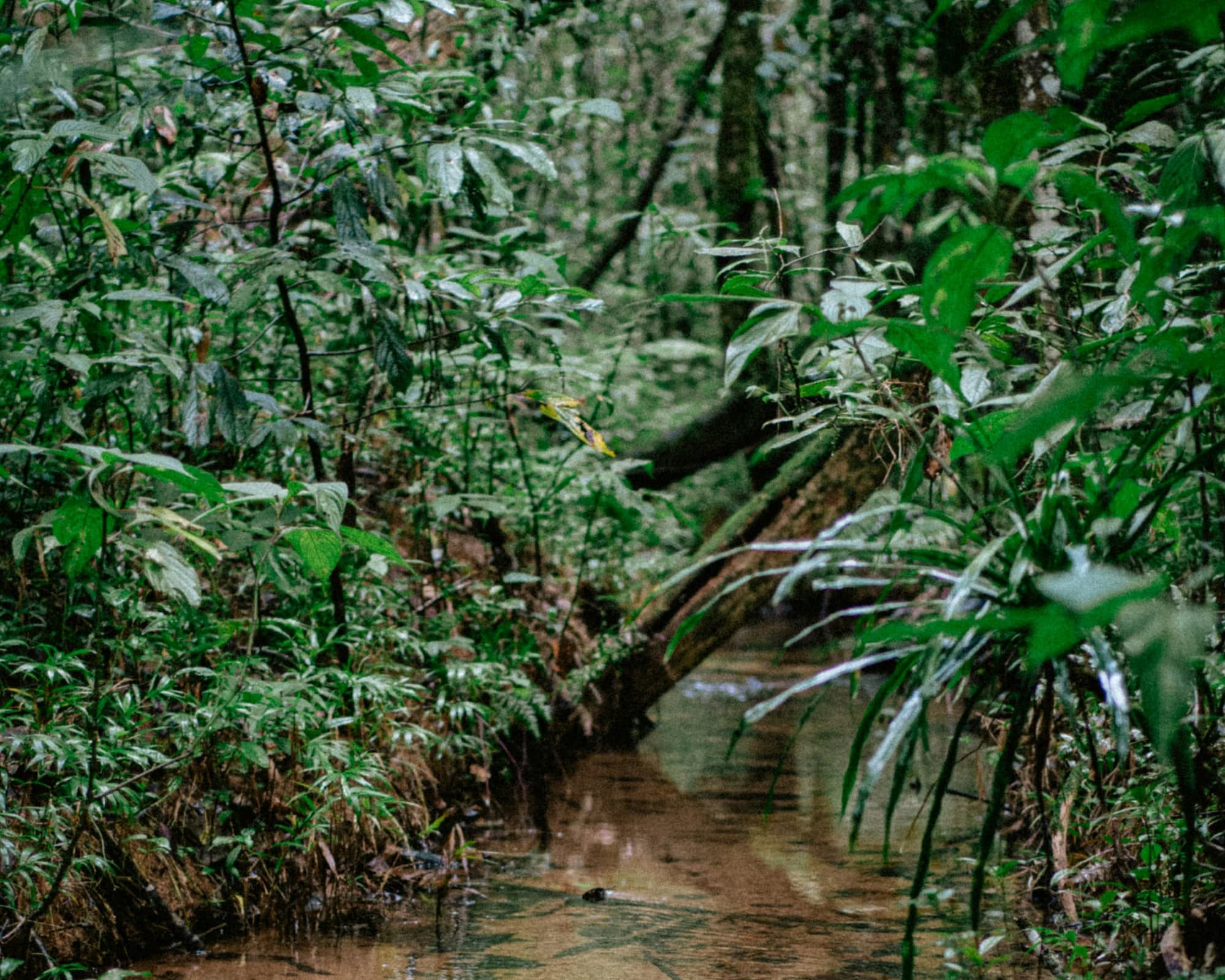 Getting to Know Madagascar's People and Lemurs - 14 Days