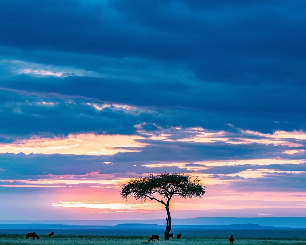 Masai Mara Nationalpark Safari