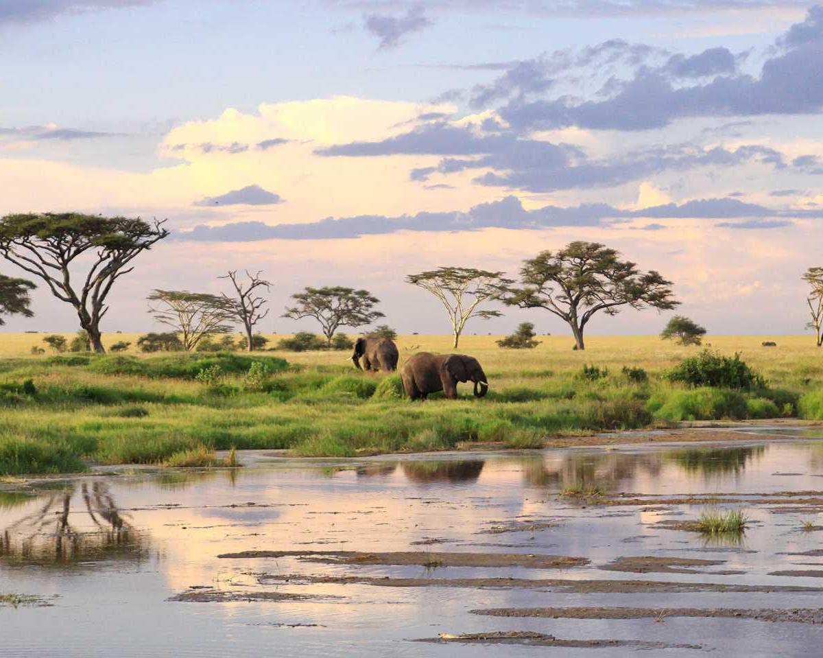 Safari "Highlights von Tansania inkl. Serengeti" (ab/bis Sansibar)