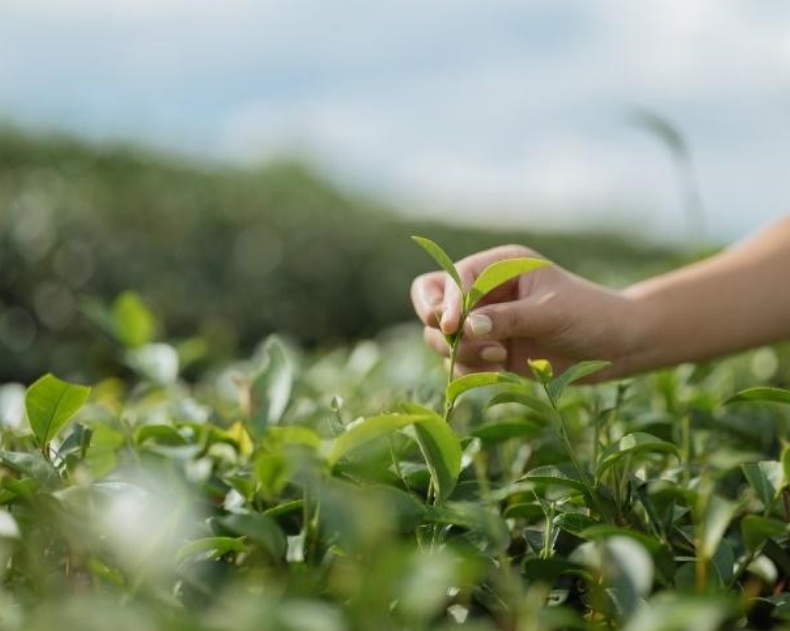 Thailand’s Golden Triangle and Village Life (Private)