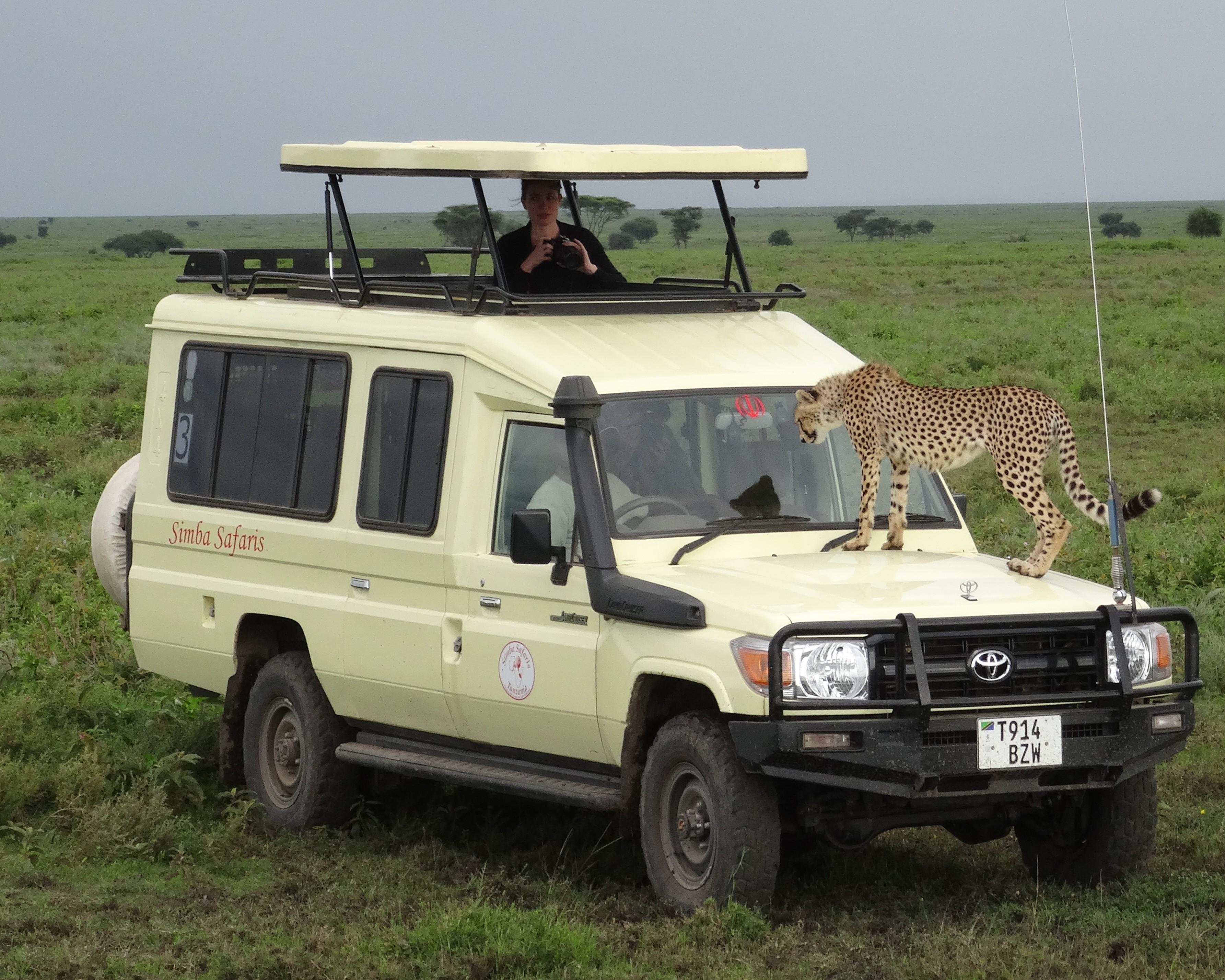 Safari "Wildlife Discovery"