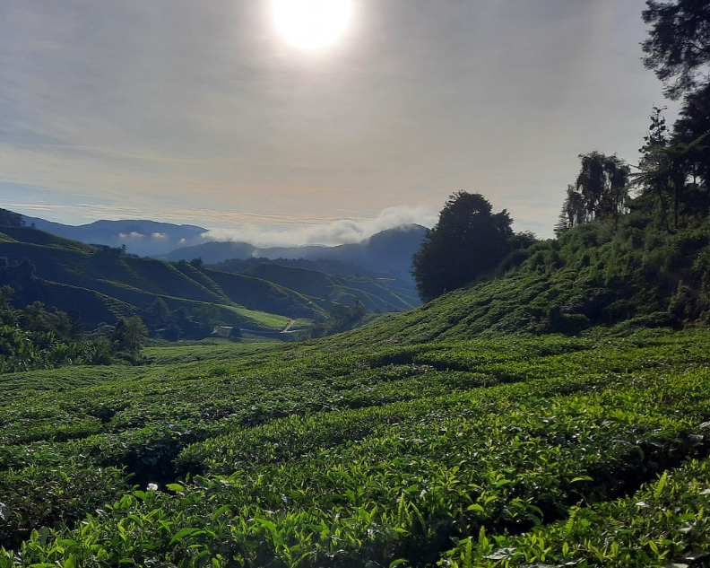 Full Day Discovery by Jeep of Cameron Highlands