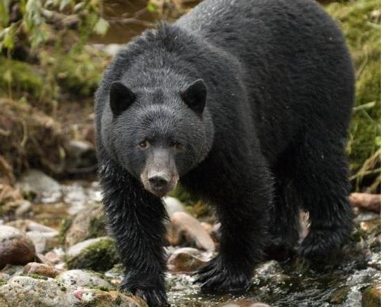 Berenexcursie per zodiac Tofino