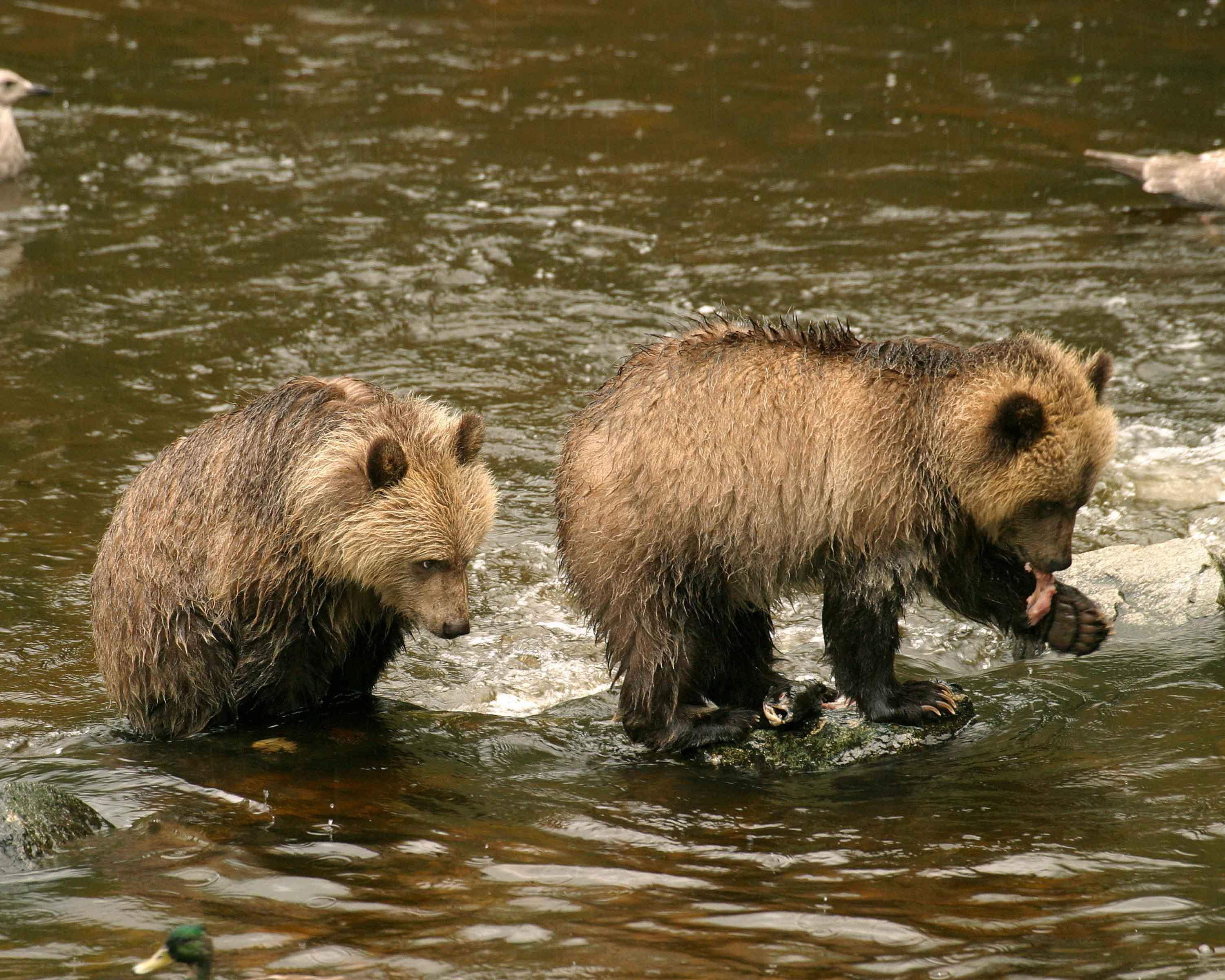 Grizzly Bear and Wildlife Watching, Knight Inlet Lodge 3 dagen