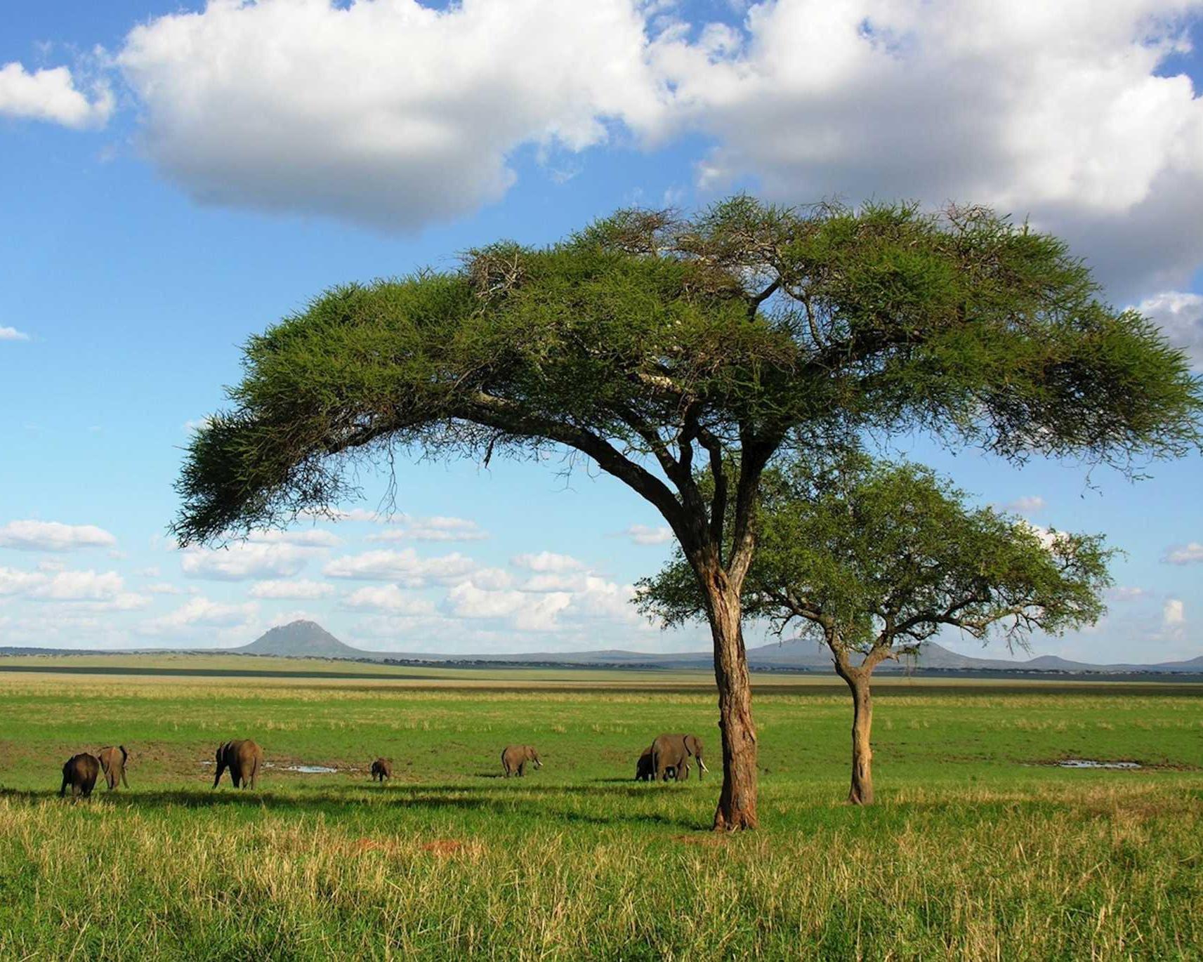 Safari "Materuni Wasserfall, Kilimandscharo und Ngorongor Krater" (ab/bis Sansibar)