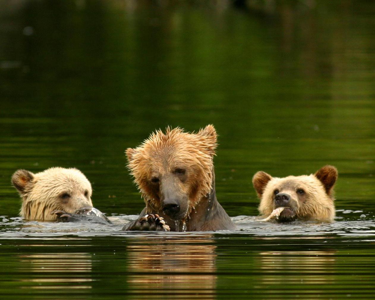 Grizzly Bear and Wildlife Watching, Knight Inlet Lodge 3 dagen