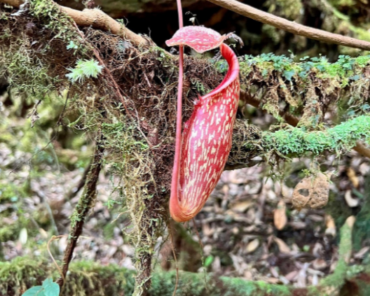 Full Day Discovery by Jeep of Cameron Highlands