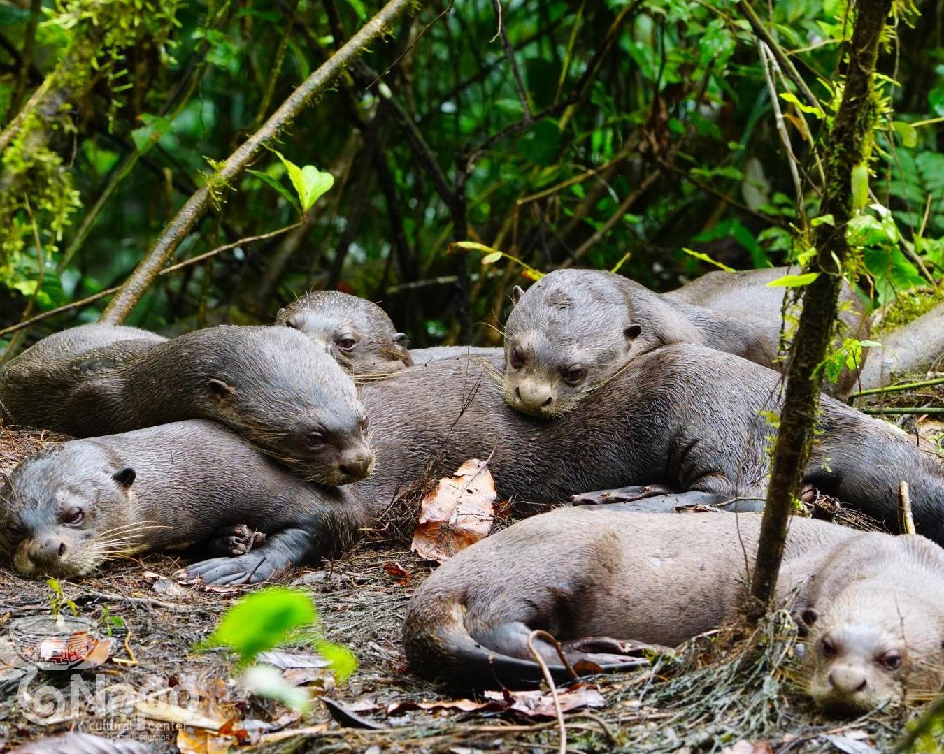 Yasuni National Park 5 Tage/4 Nächte Amazonas-Erlebnis (ab/bis El Coca)