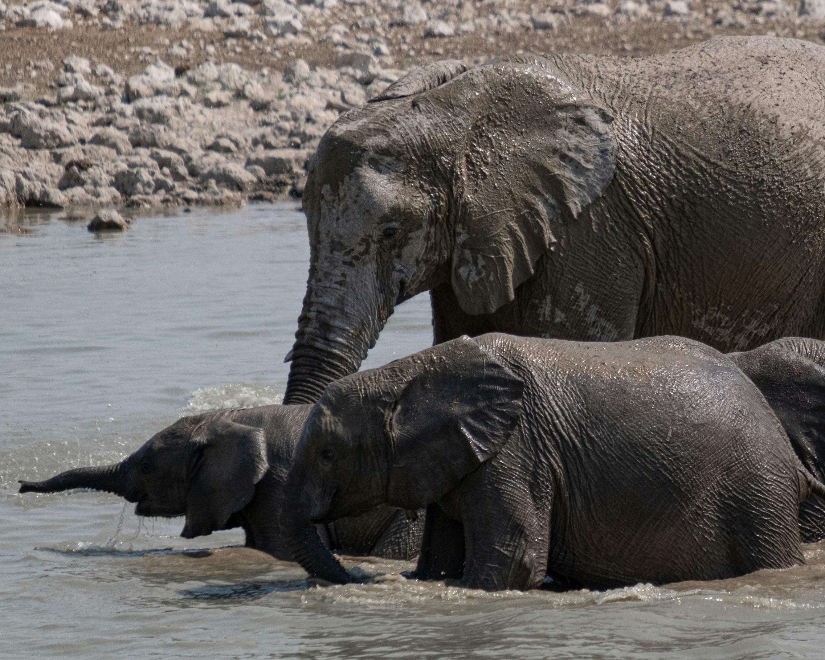 Safari "3 Tage Etosha Nationalpark" (ab/bis Windhoek)