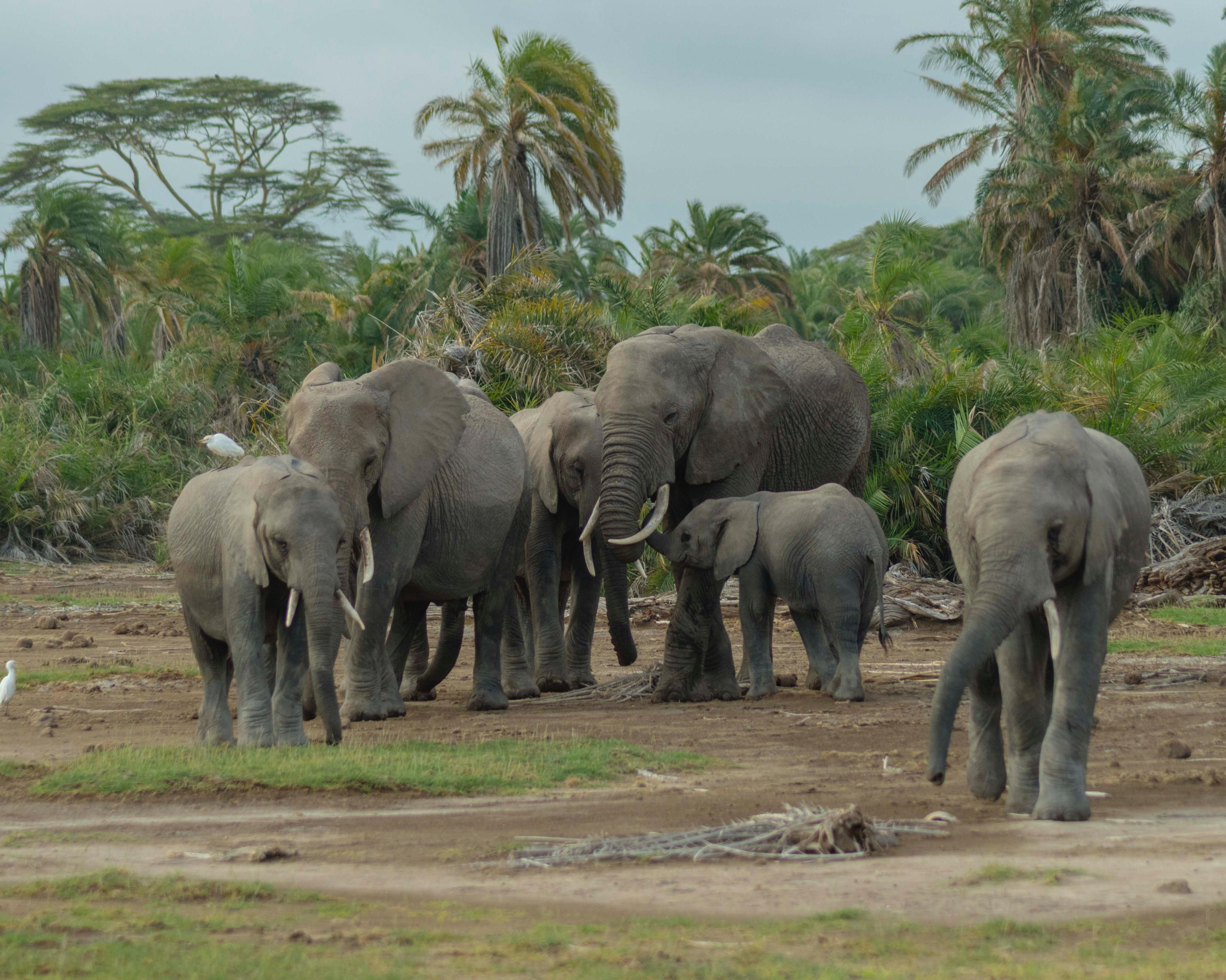 Safari "Amboseli Nationalpark"