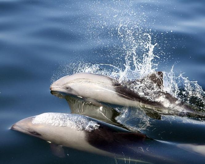 Catamaran Charters Dolphins