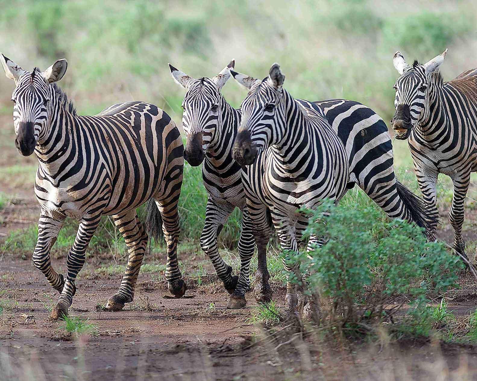 Große Kenia Road Safari Rundreise