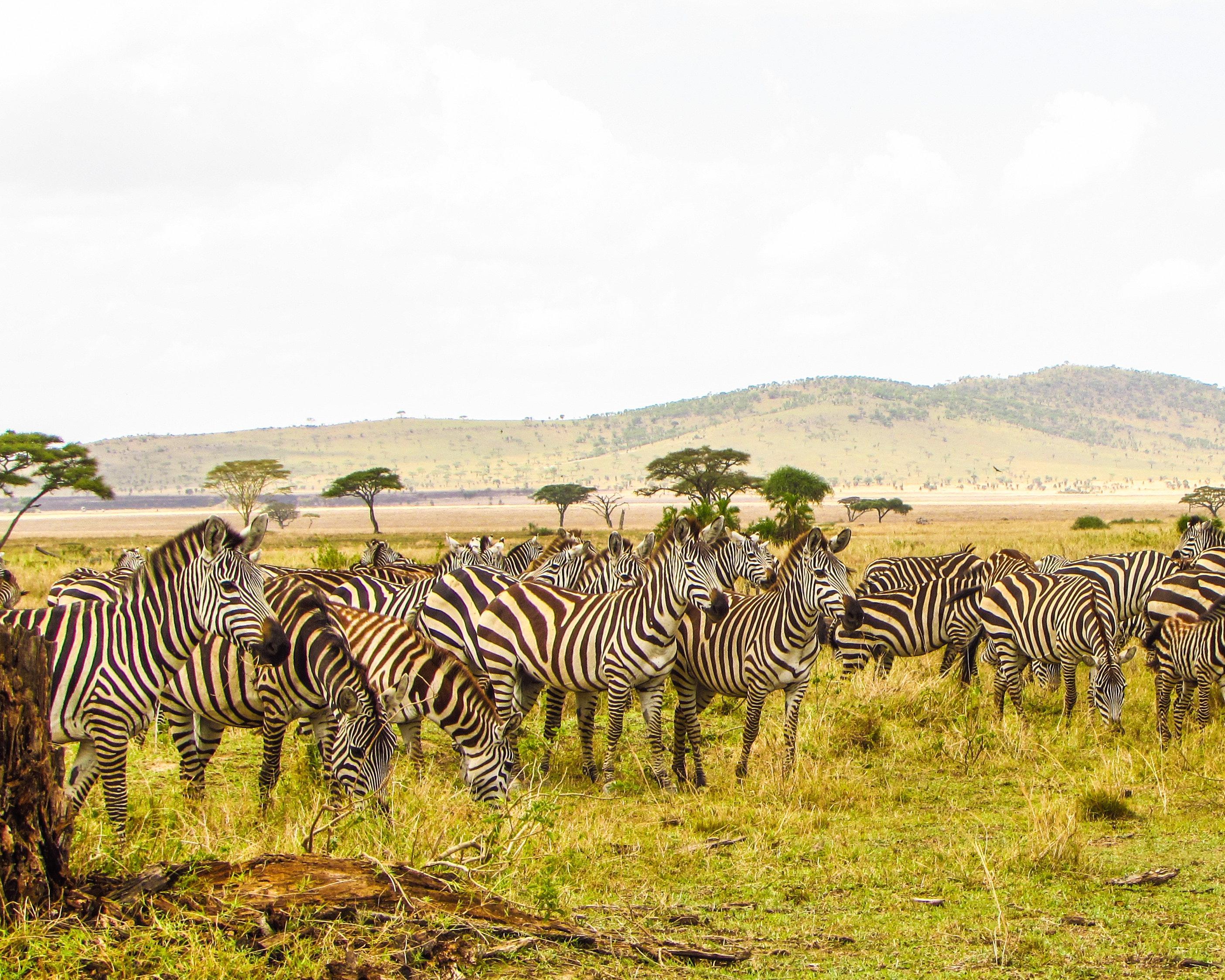 Safari "Selous Wildreservat" (4 Tage ab/bis Sansibar)