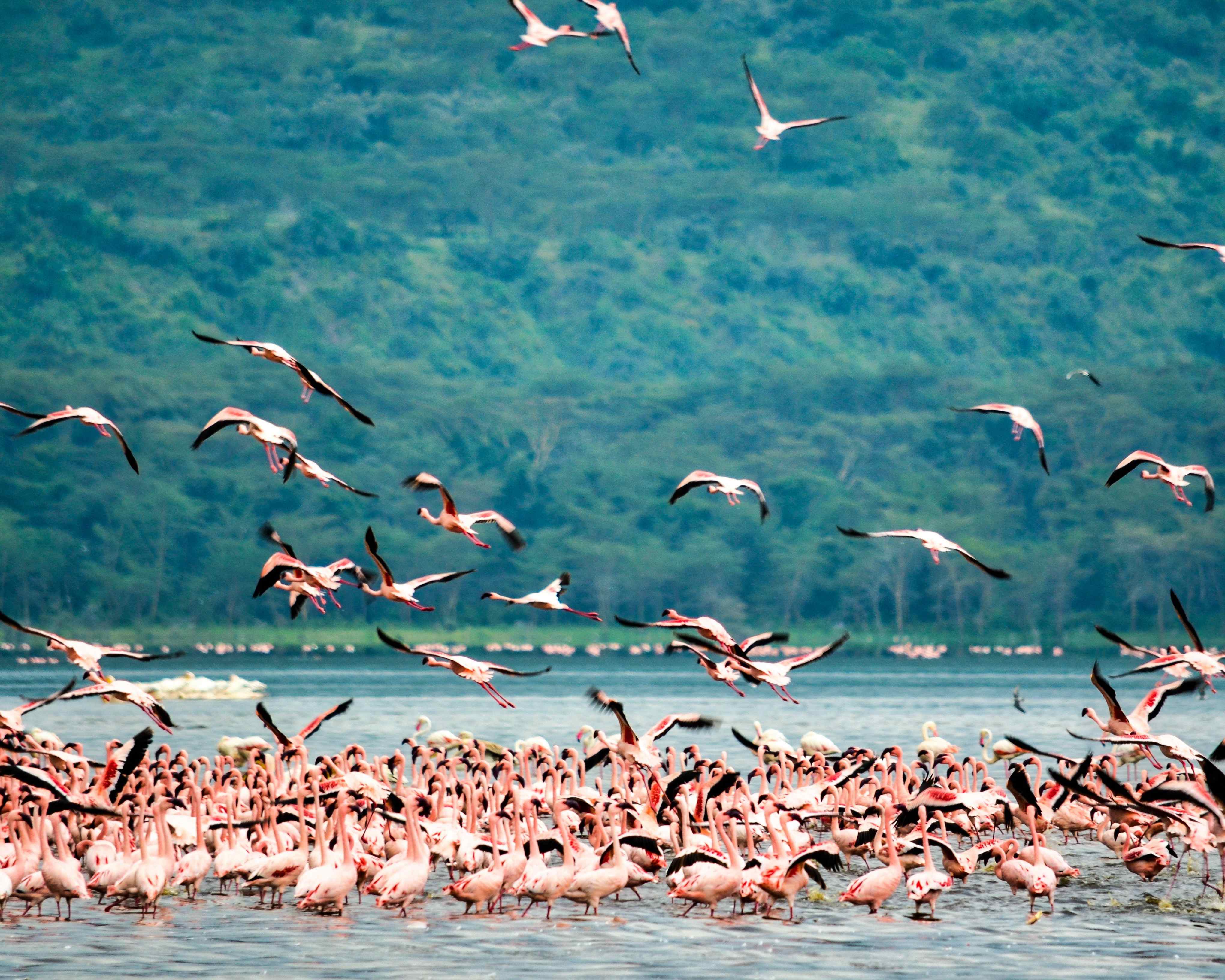 Safari Lake Nakuru Nationalpark (inkl. Mittagessen)
