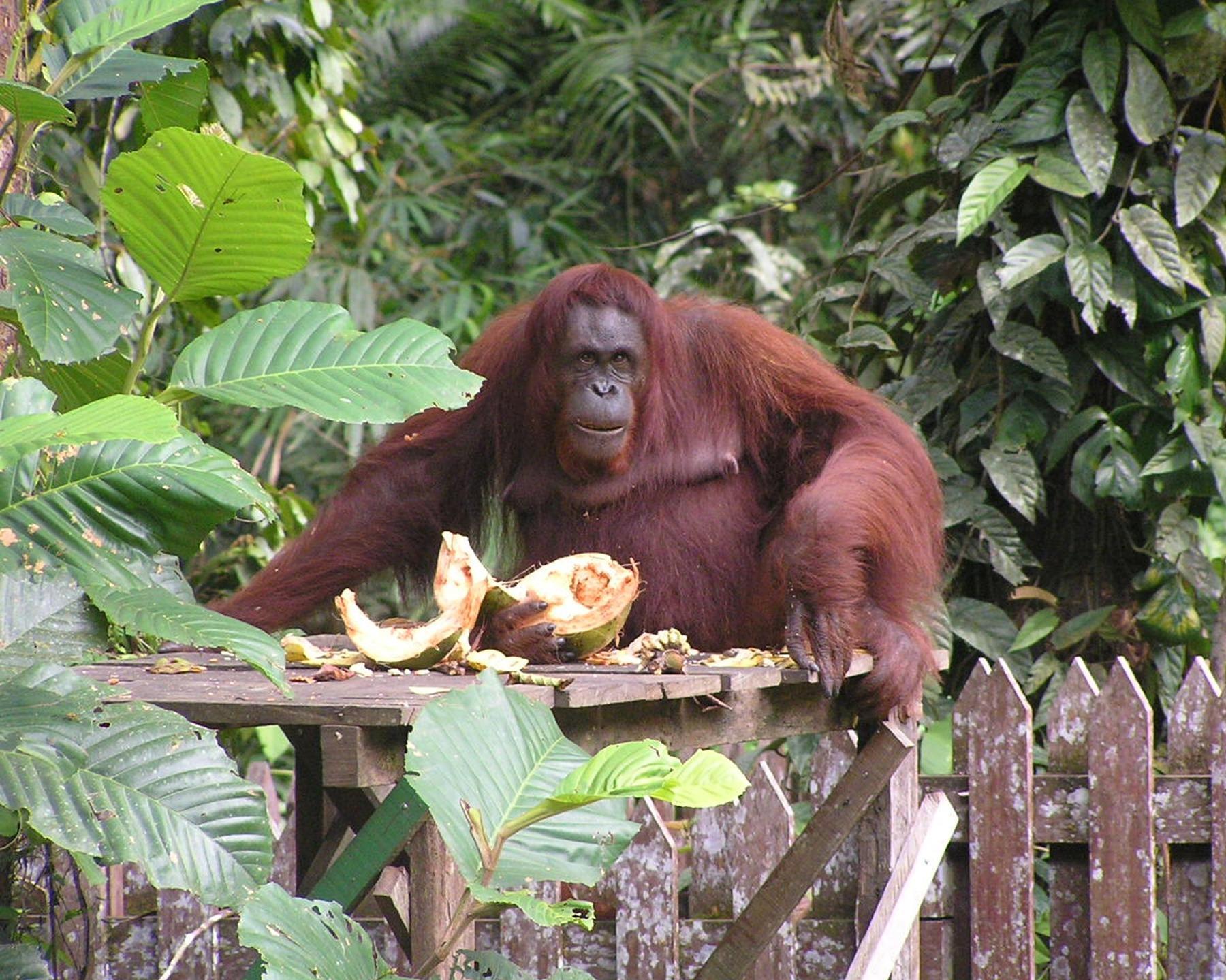 Borneos Geheimnisse Rundreise