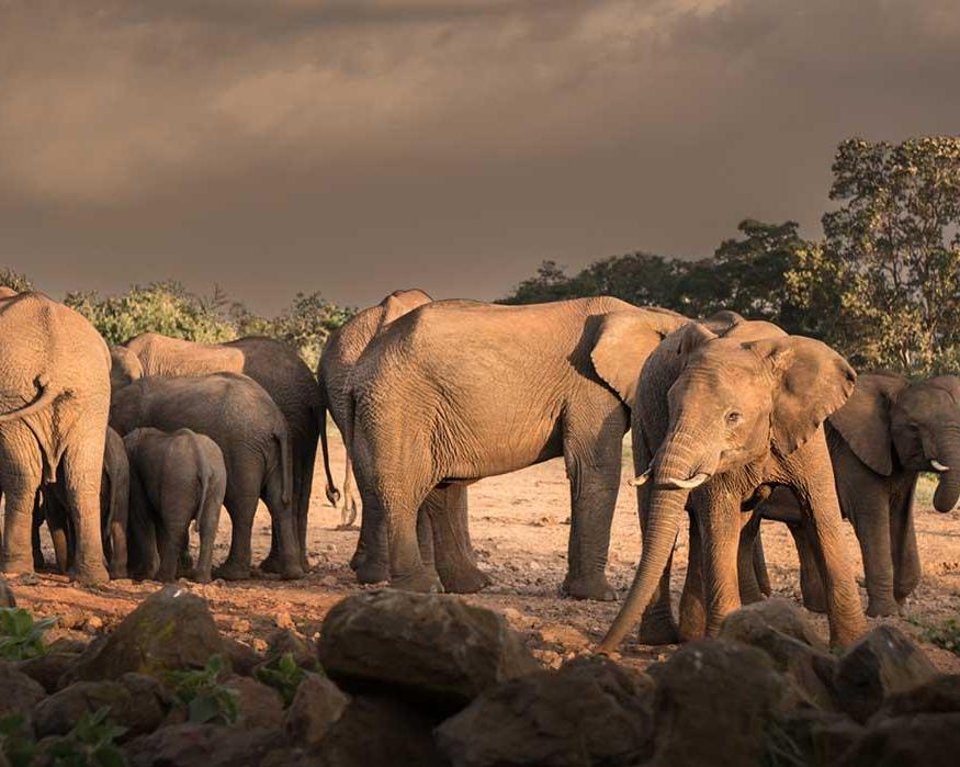 Safari "Große Kenia"