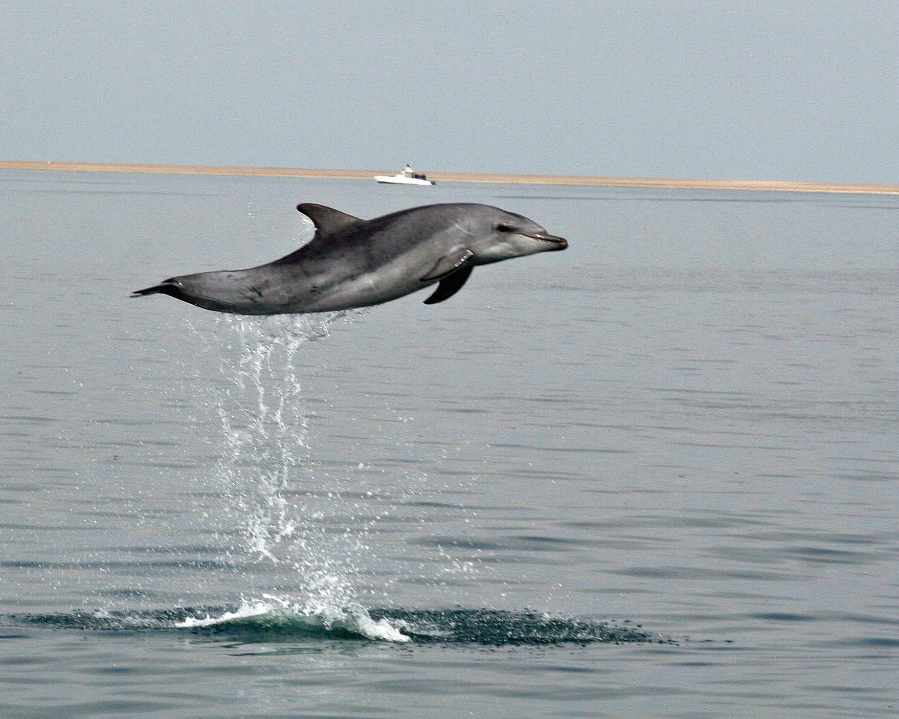 Catamaran Charters Dolphins