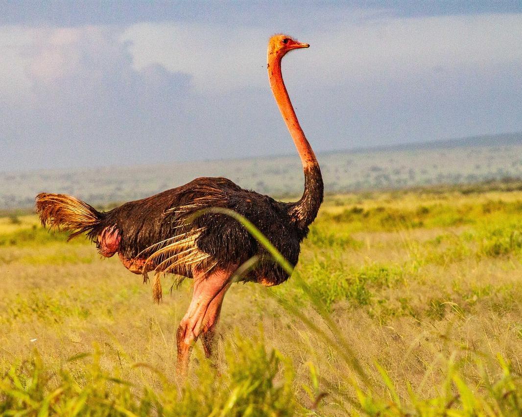 Amboseli Nationalpark Safari
