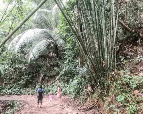 Full Day Waterfall Hike and Explorer Level with Lunch