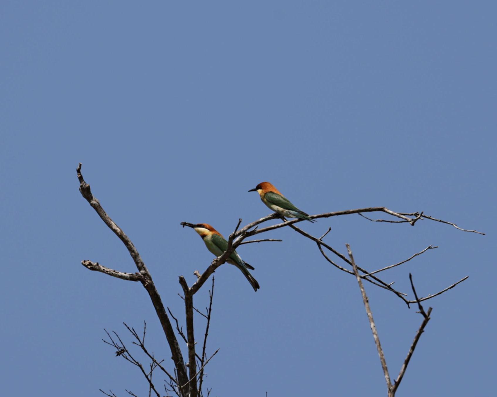 1.5 Days Wildlife and Jungle Trek with Bat Cave (Private)