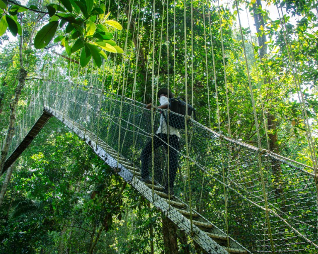 Jungle Trekking to Canopy Walkway & Terisek Hill