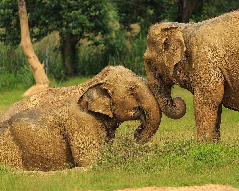 Elephant Hills Jungle Safari (1N ab/bis Phuket)