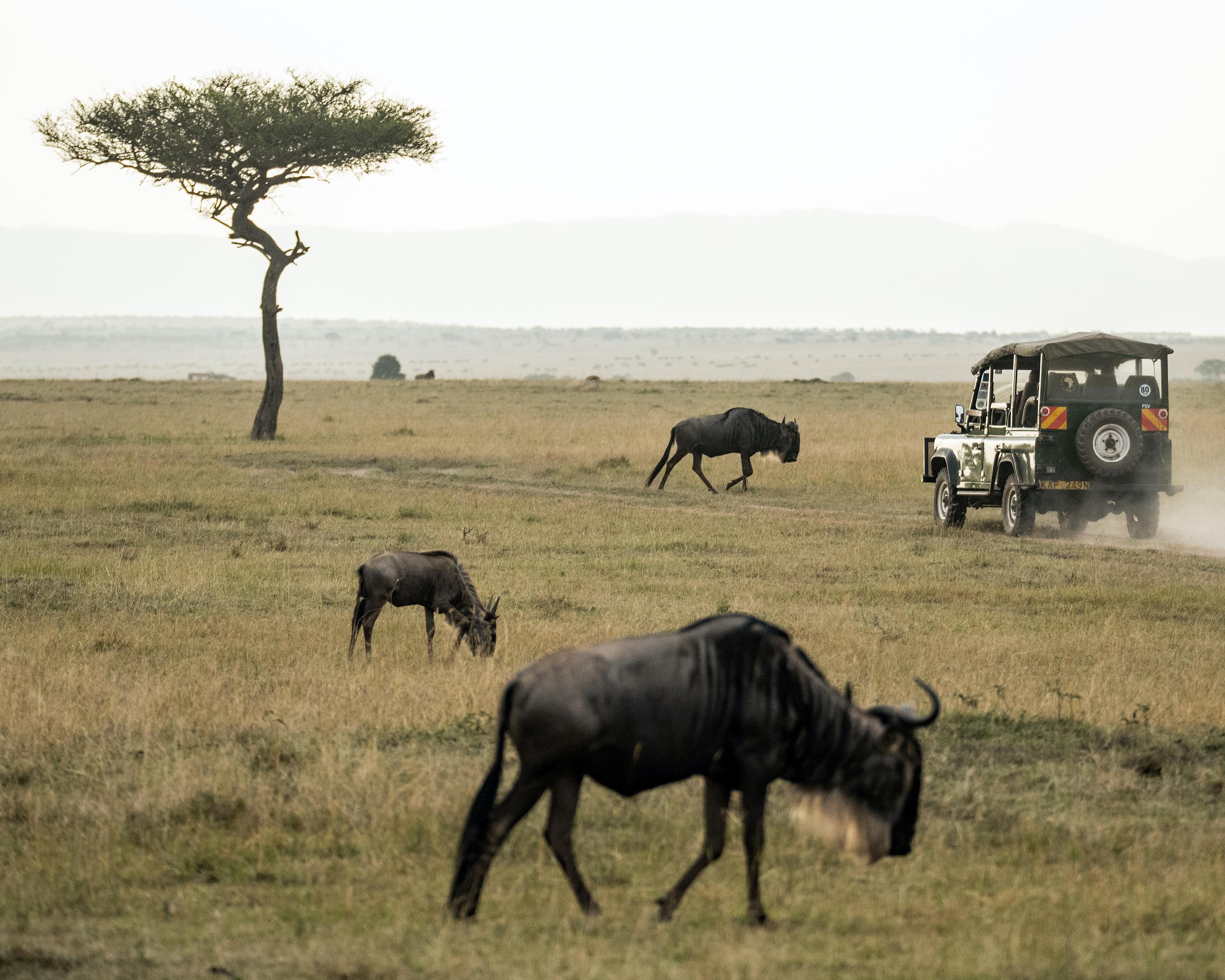 Safari "Entdeckung der Wildnis"