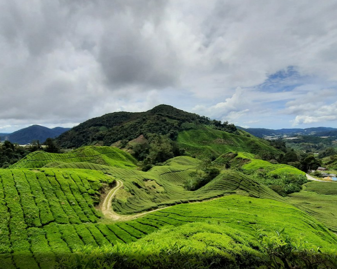 Full Day Discovery by Jeep of Cameron Highlands