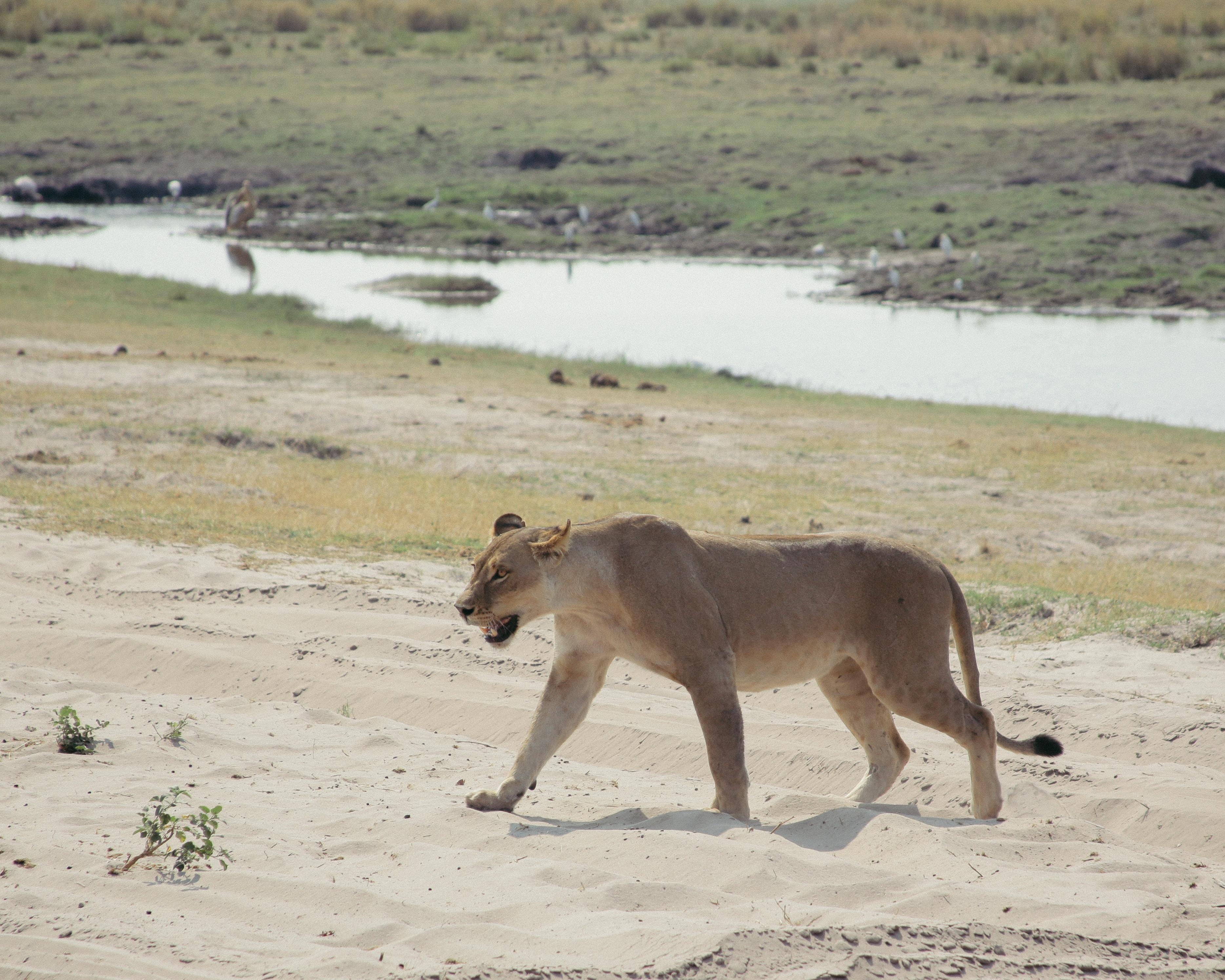 Etosha-Nationalpark bis Viktoriafälle Safari