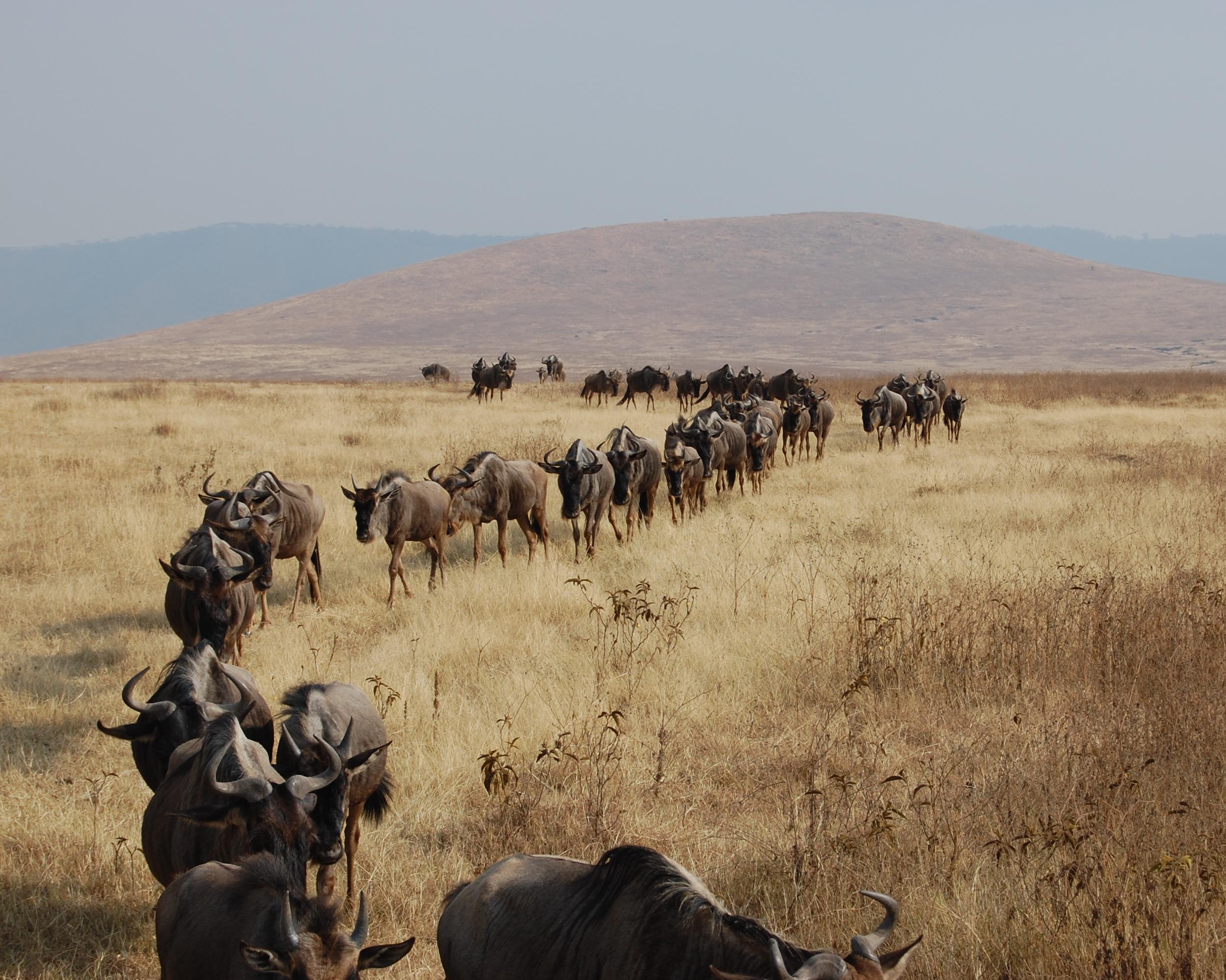 Höhepunkte Tansania Safari