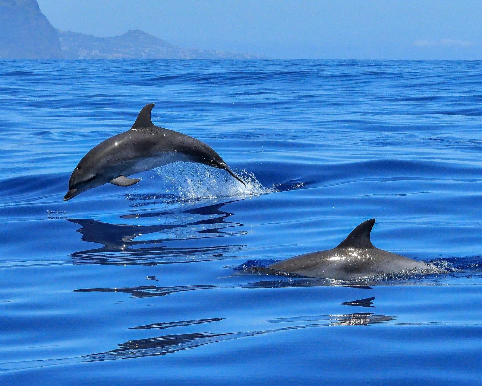 Land & Meer Kombi: Delfine und Süd Tour