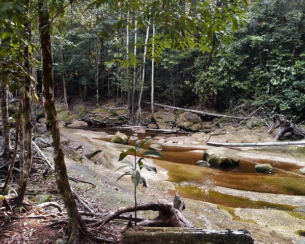 Amazon Ecopark Lodge Kurztour (3 Nächte)
