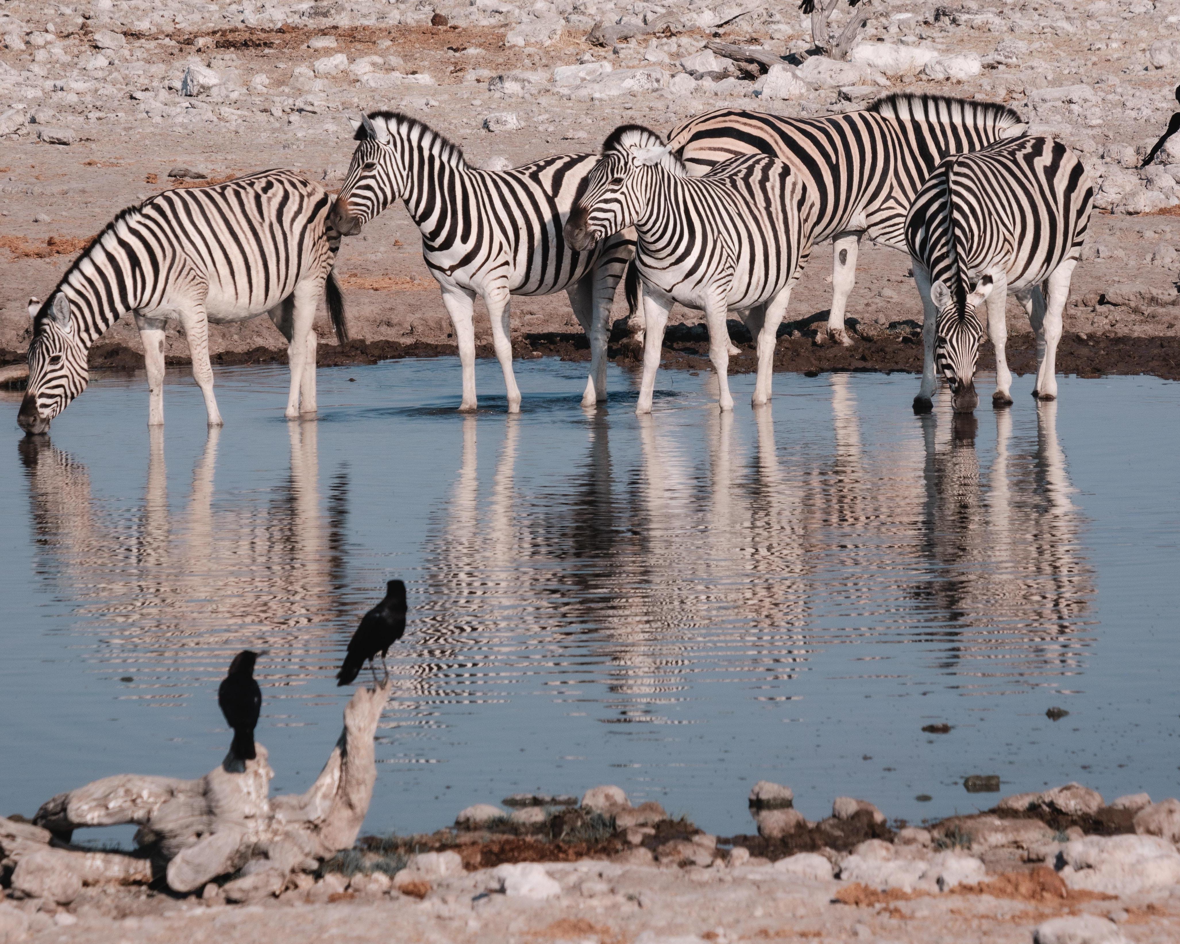 Safari "3 Tage Etosha Nationalpark" (ab/bis Windhoek)