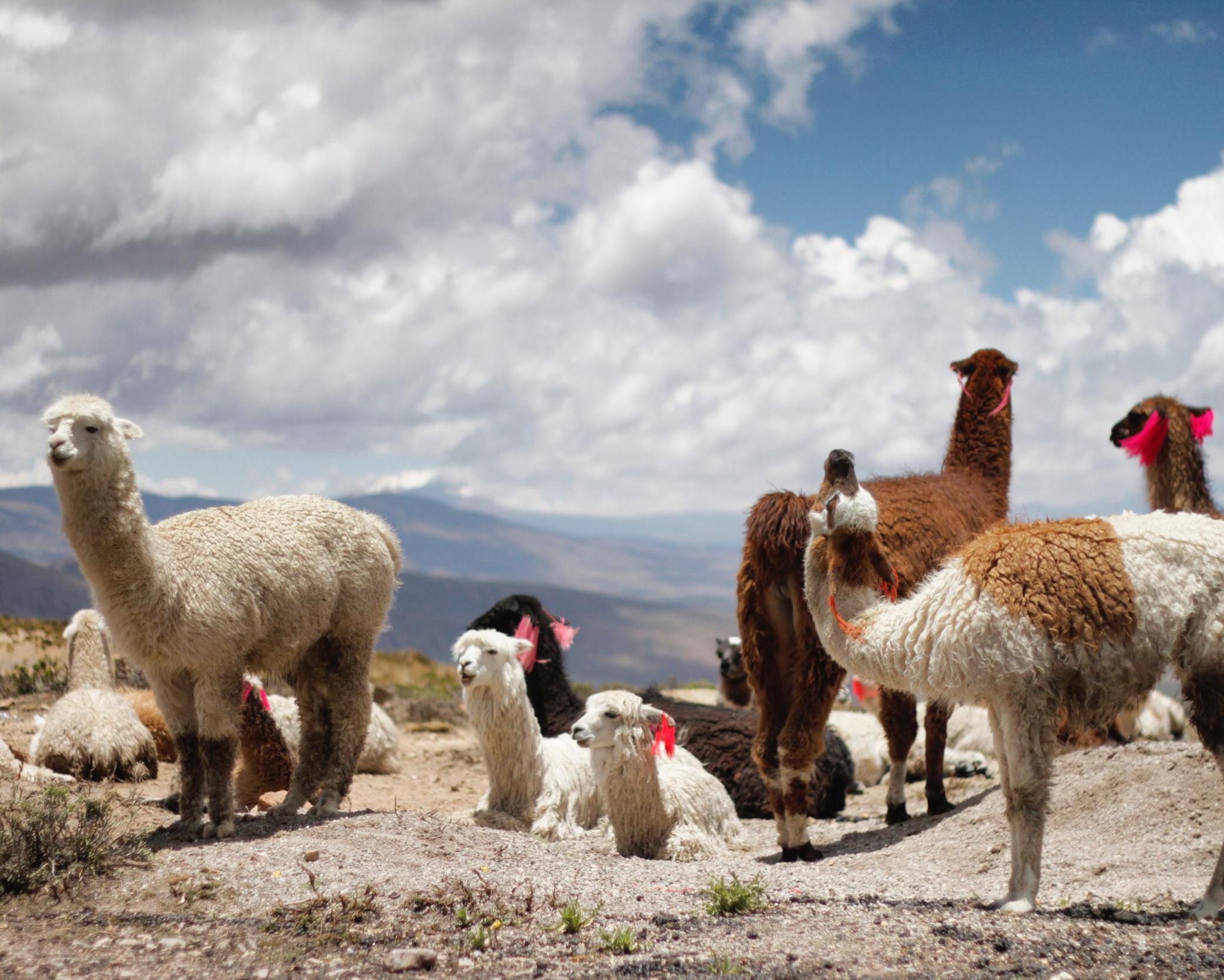 Peru Majestic Highlands 15 Days from US 