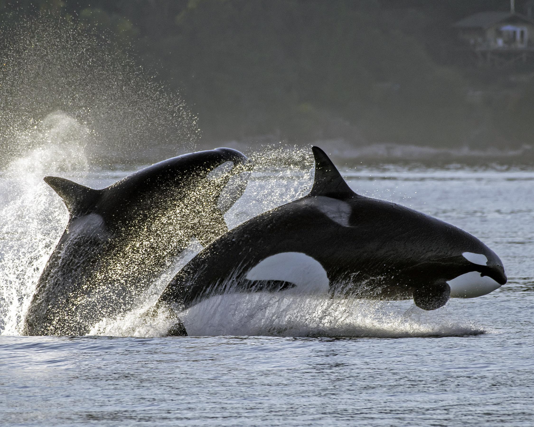 Victoria - Whalewatching tour per Catamaran