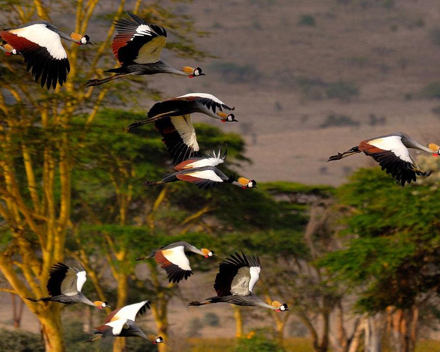 Nordkenia Safari (mit Kleinflugzeug)