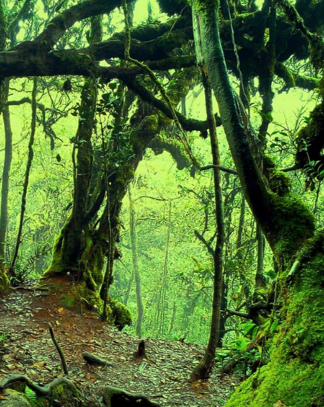 Full Day Discovery by Jeep of Cameron Highlands