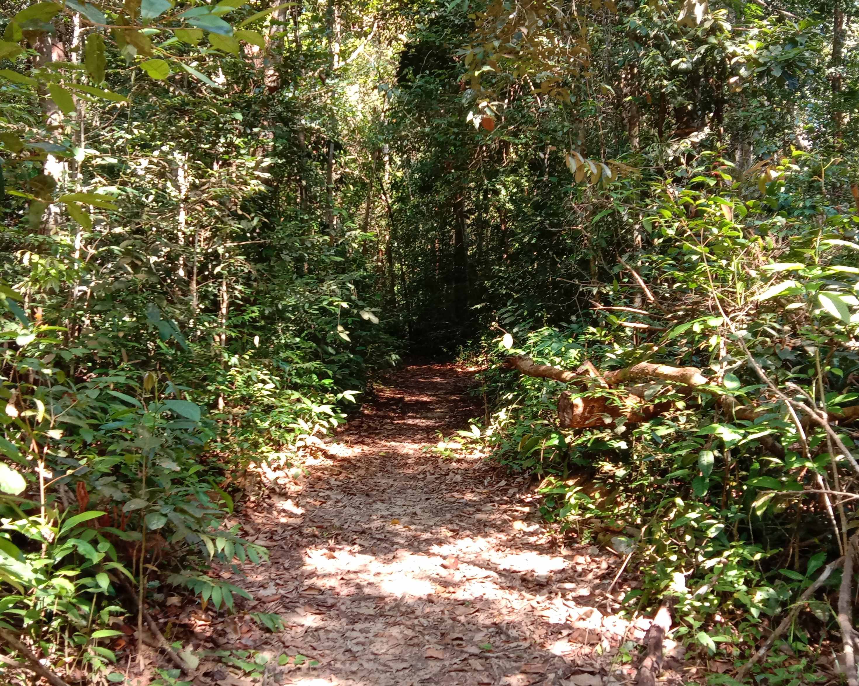 Panti Rainforest Awakening