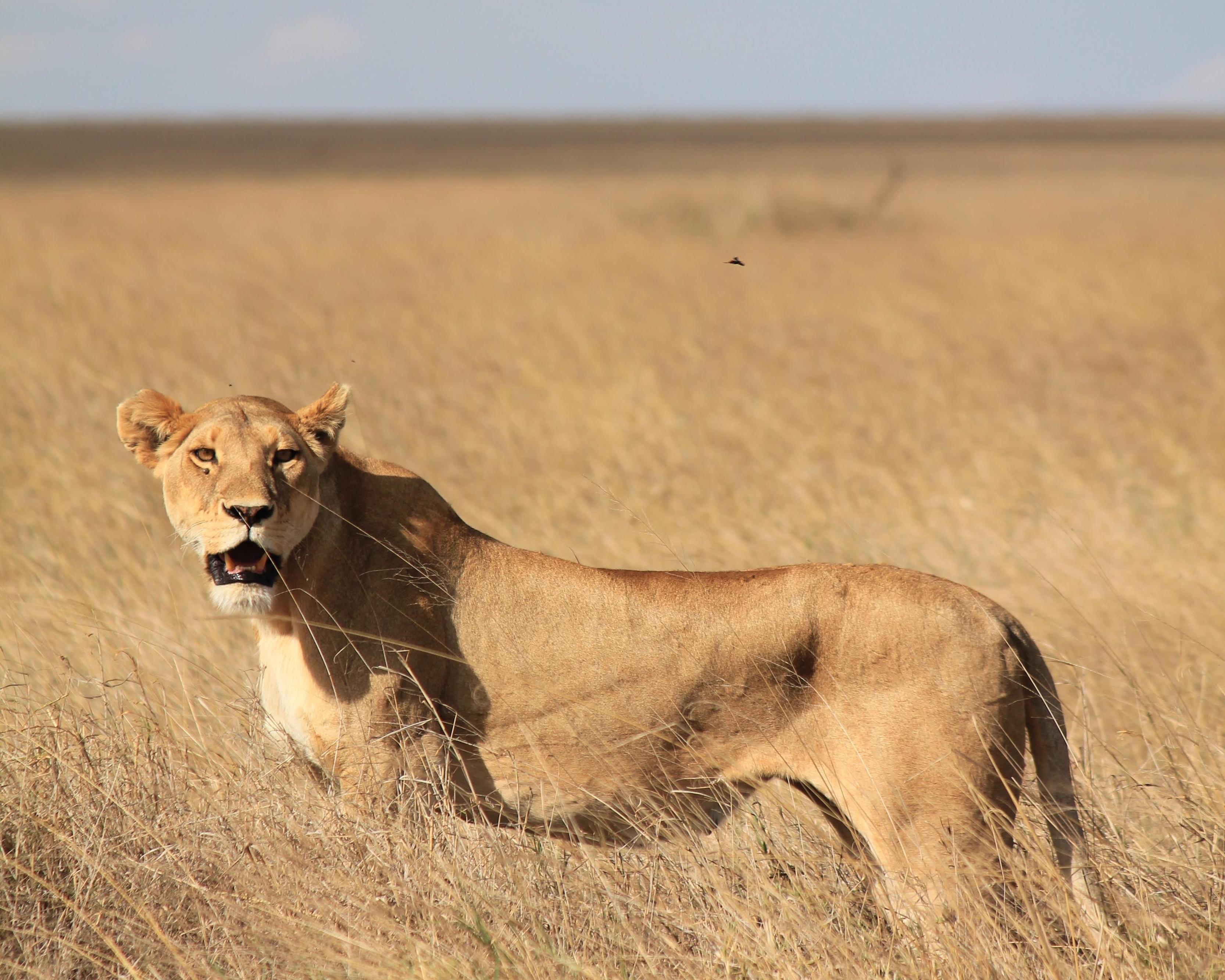 Serengeti Safari 3 Tage (ab/bis Sansibar)