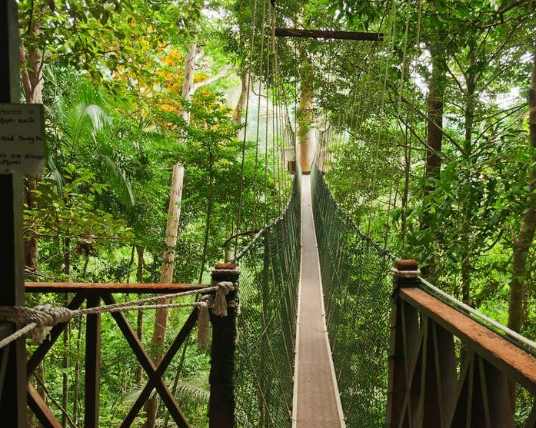 Jungle Trekking to Canopy Walkway & Terisek Hill