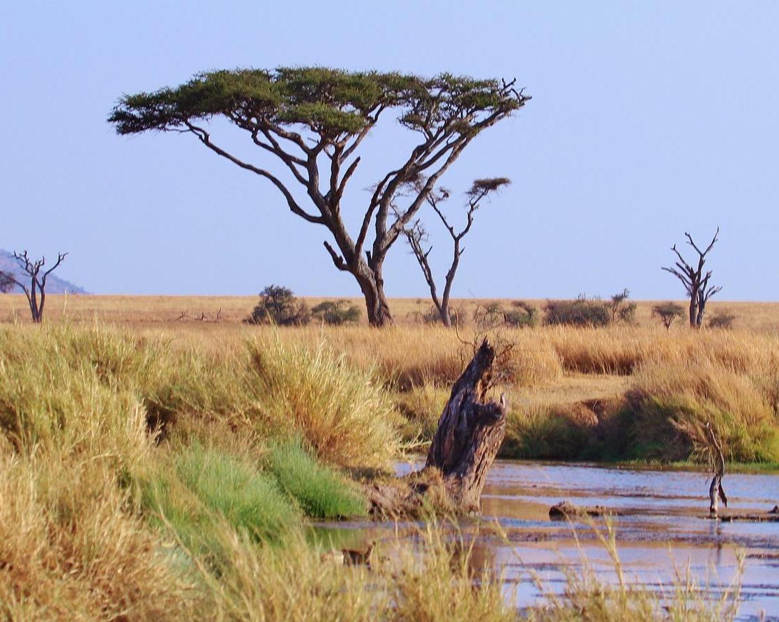 Safari "Manyara"
