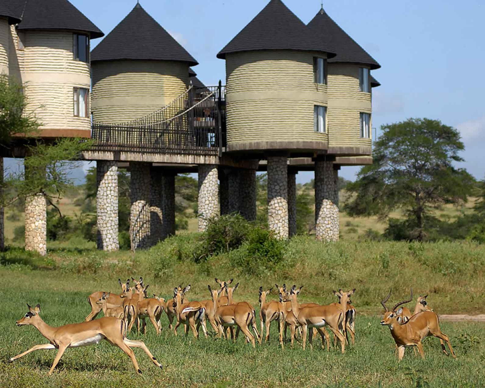 Familiensafari Kenia Privatrundreise