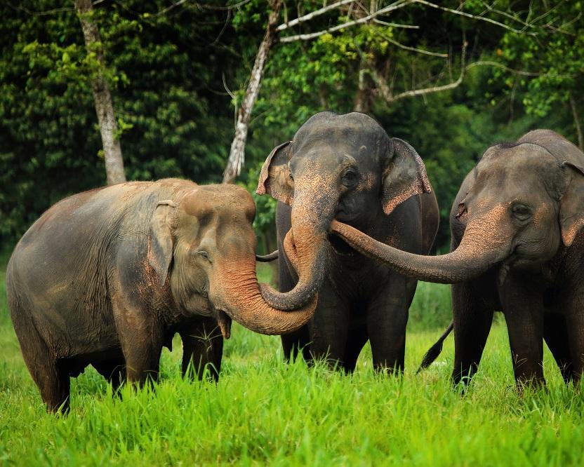 Elephant Hills Jungle Safari (2 Nächte ab/bis Phuket)