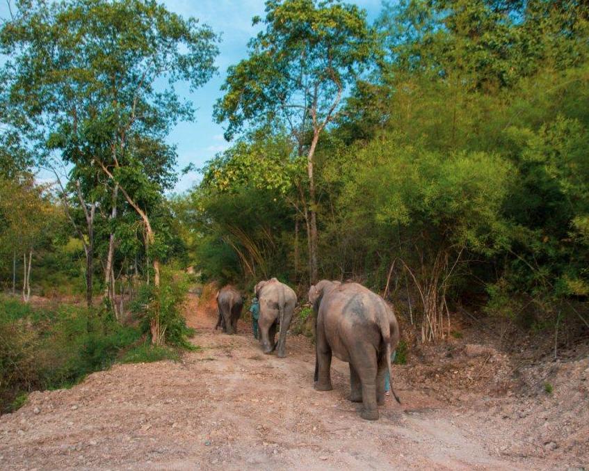 Kurztour "Elephant Bush Camp"