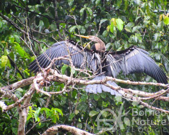 3D2N Turtle Island & Orangutans in Rainforest