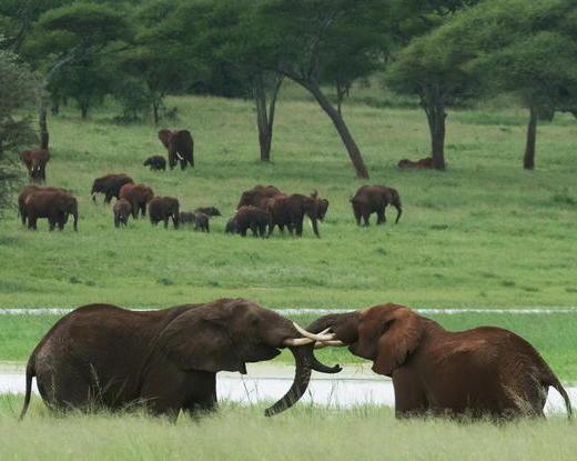 Serengeti Safari 4 Tage mit Nationalparks (inkl. Flug ab/bis Sansibar)