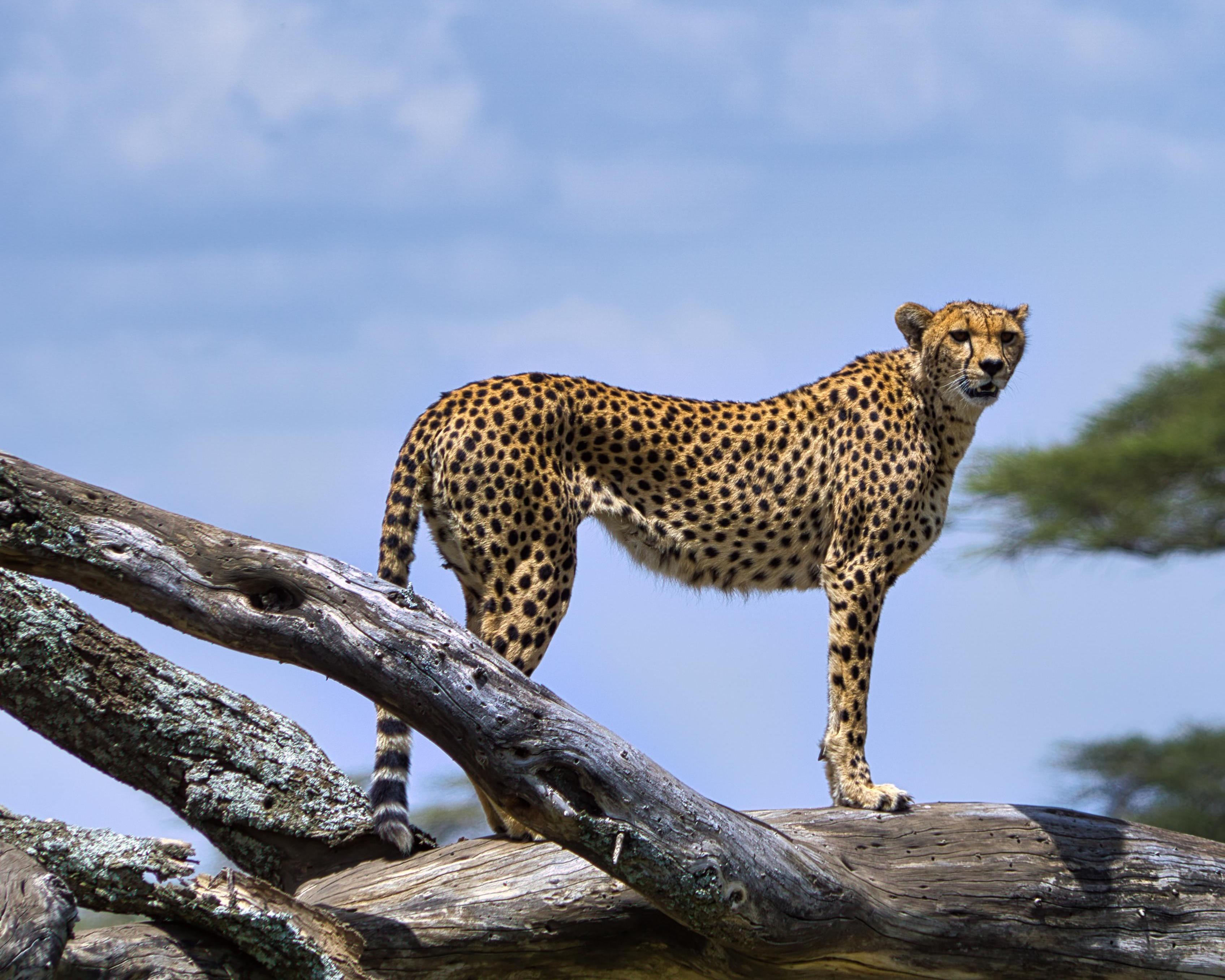Safari "2 Tage Serengeti" (ab/bis Sansibar)