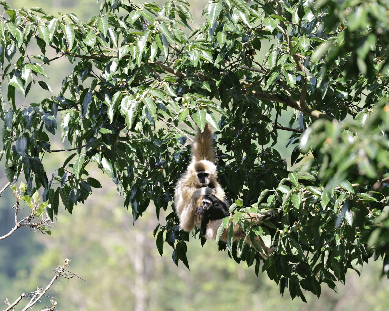 1.5 Days Wildlife and Jungle Trek with Bat Cave (Private)