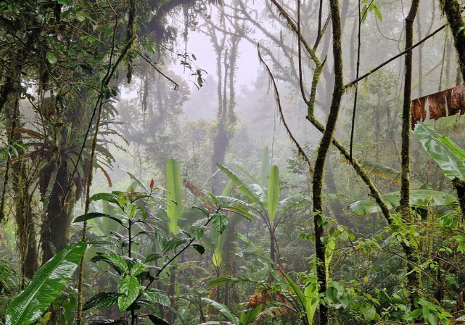 Full Day Discovery by Jeep of Cameron Highlands