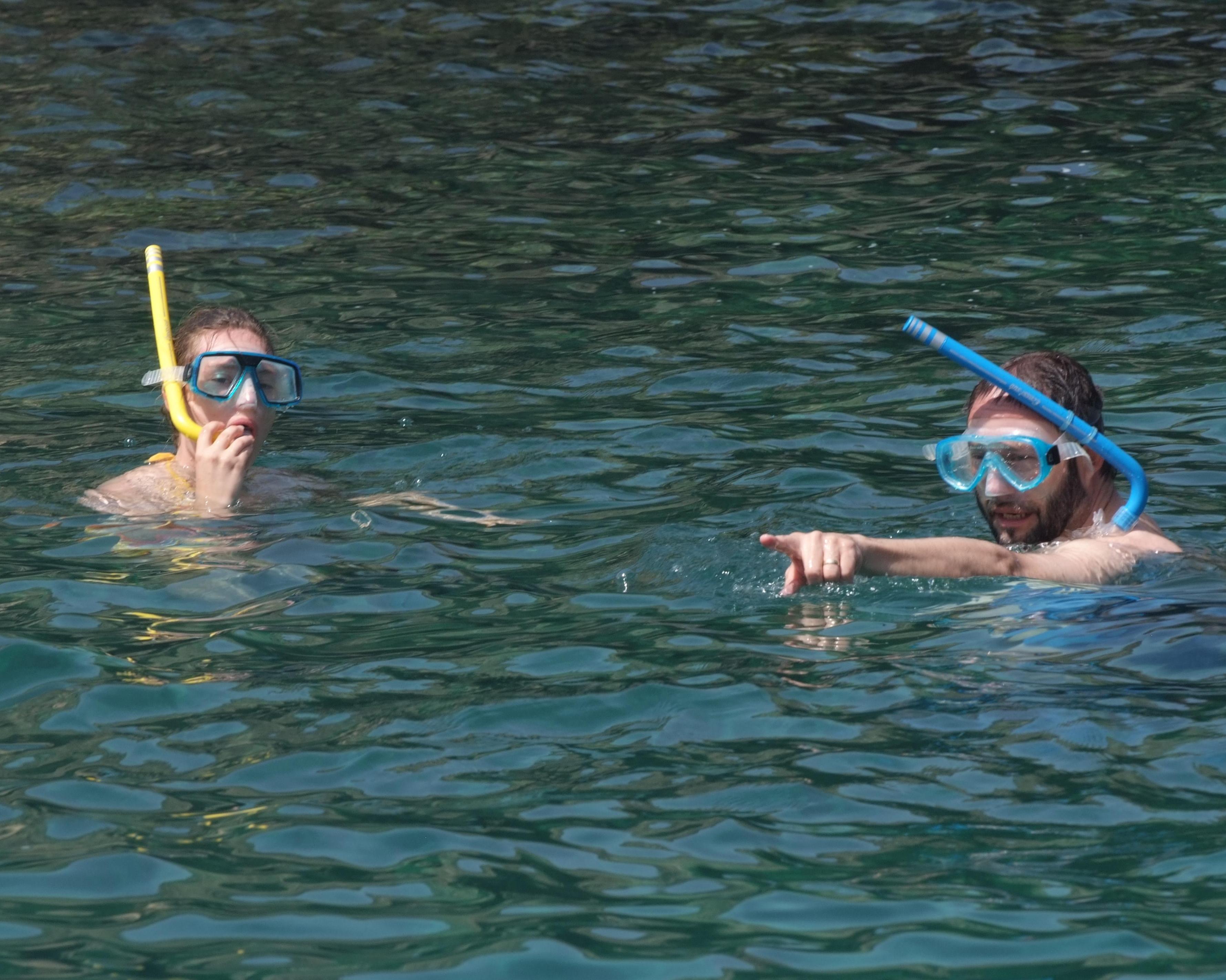 Main tour image for Dolphins and Snorkeling Trip